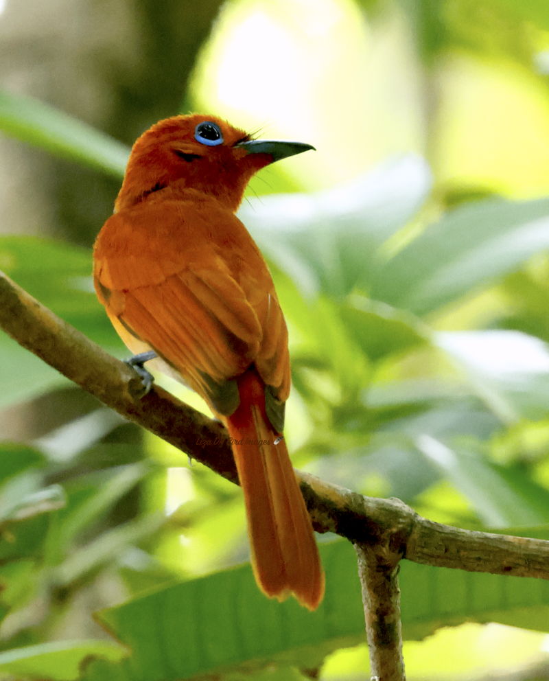 Rufous Paradise-Flycatcher (Terpsiphone cinnamomea) photo