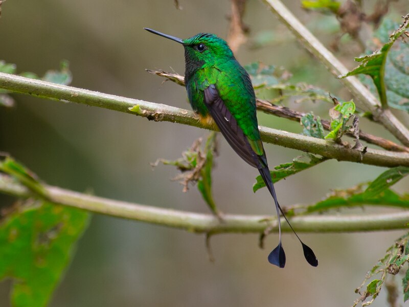 Rufous-booted Racket-tail (Ocreatus addae) photo
