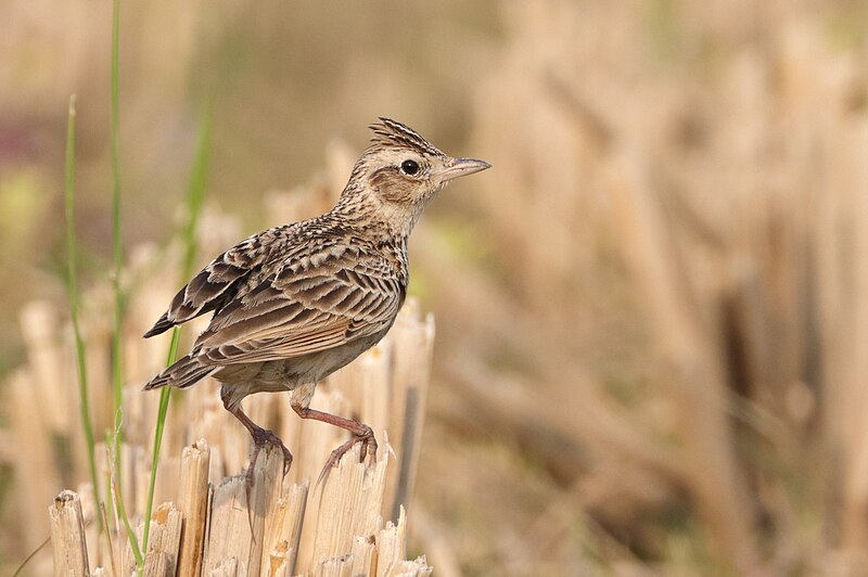 Oriental Skylark (Alauda gulgula) photo