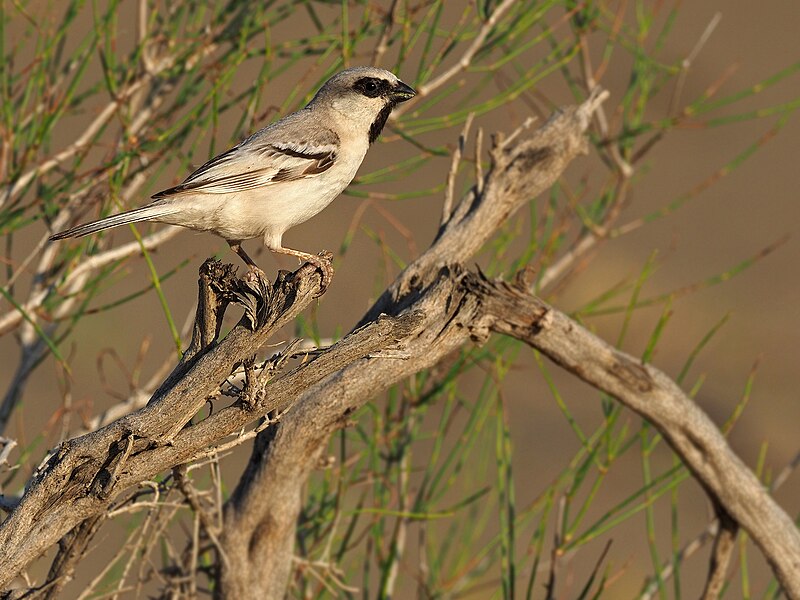 Zarudny's Sparrow (Passer zarudnyi) photo