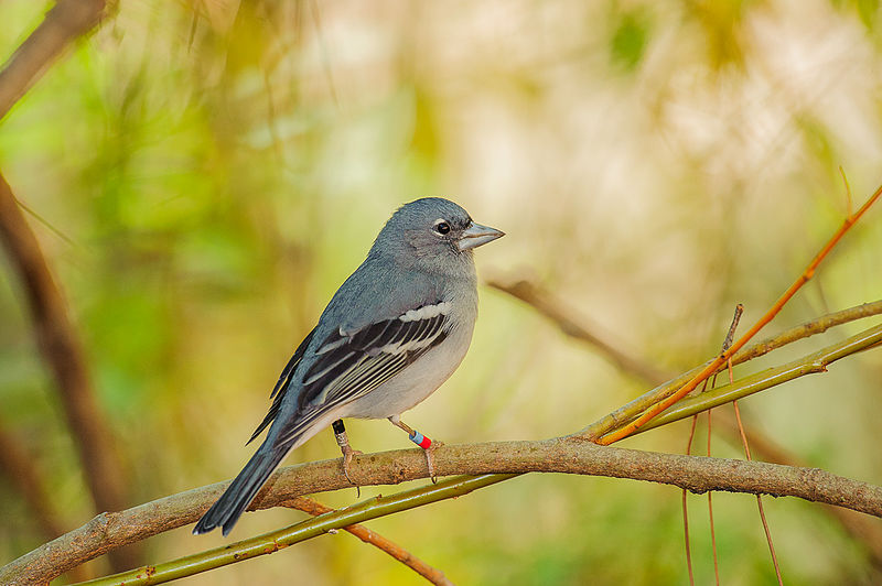 Gran Canaria Blue Chaffinch (Fringilla polatzeki) photo