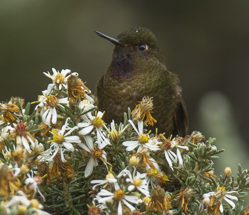 Violet-throated Metaltail (Metallura baroni) photo