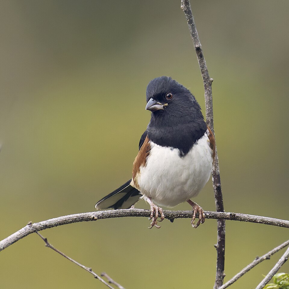 Eastern Towhee (Pipilo erythrophthalmus)