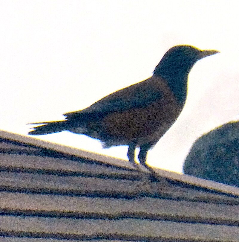 Izu Thrush (Turdus celaenops) photo