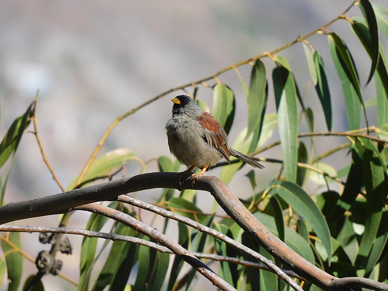 Rufous-backed Inca-Finch (Incaspiza personata) photo