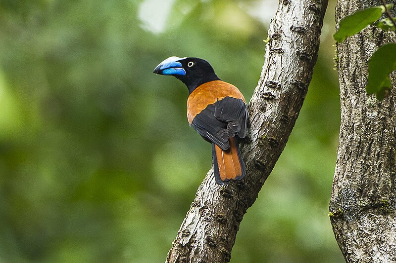 Helmet Vanga (Euryceros prevostii) photo