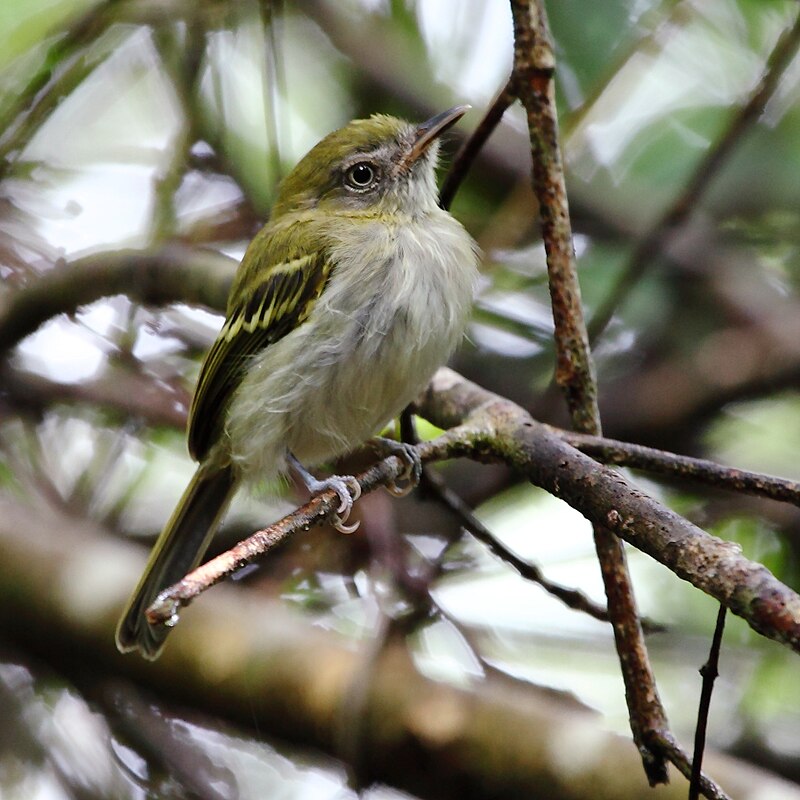 White-bellied Tody-Tyrant (Hemitriccus griseipectus) photo