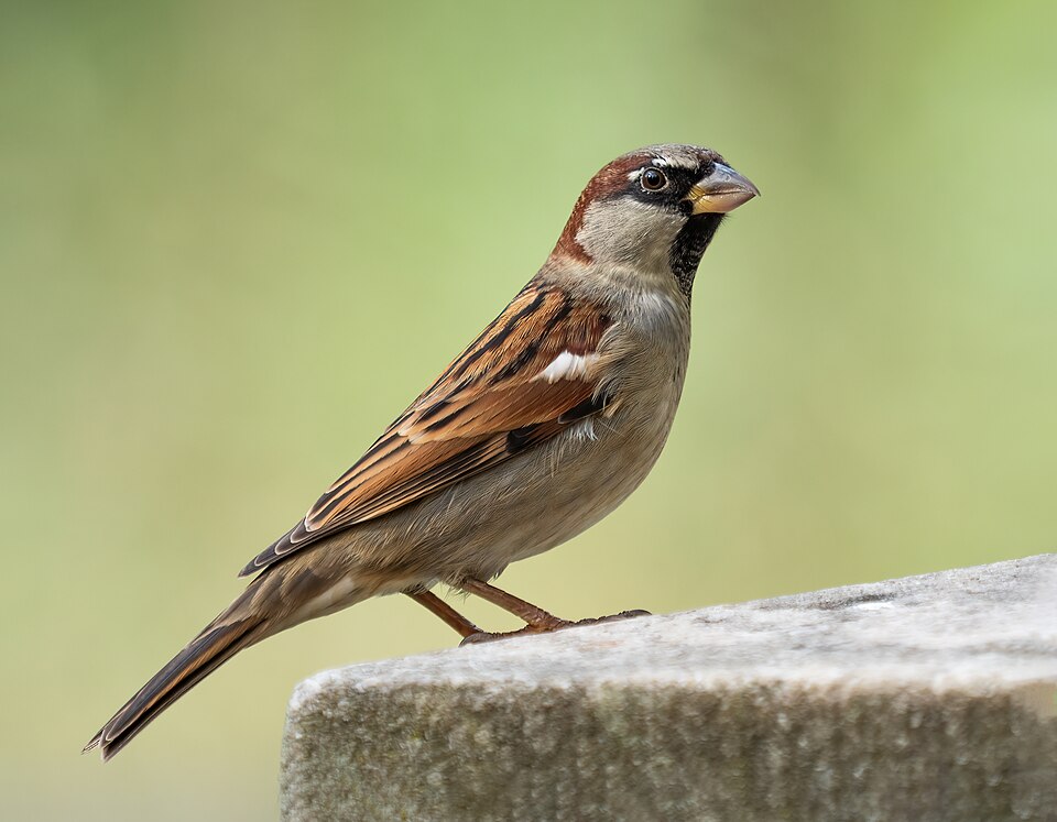House Sparrow (Passer domesticus)