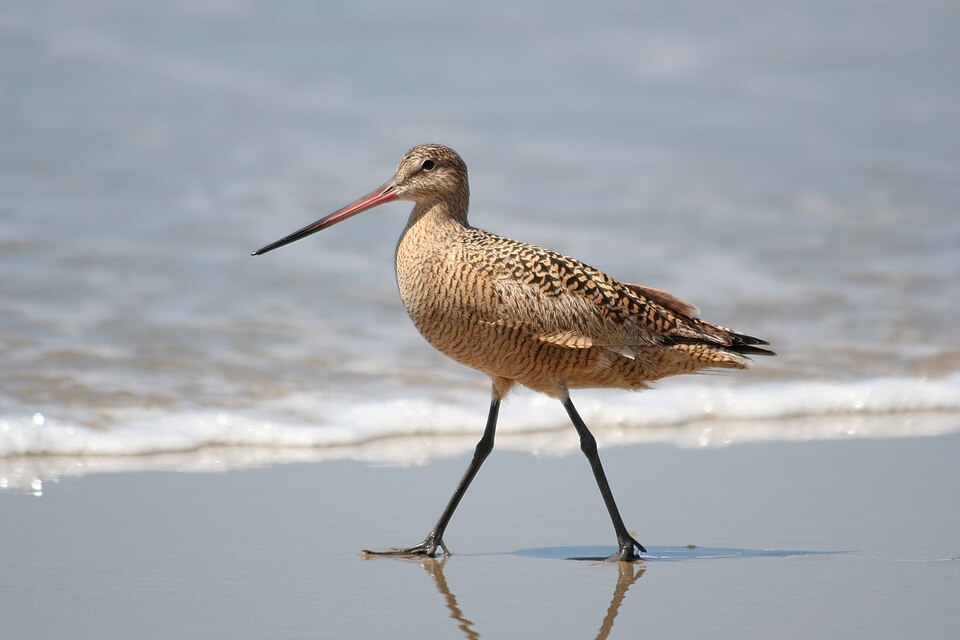 Marbled Godwit (Limosa fedoa)