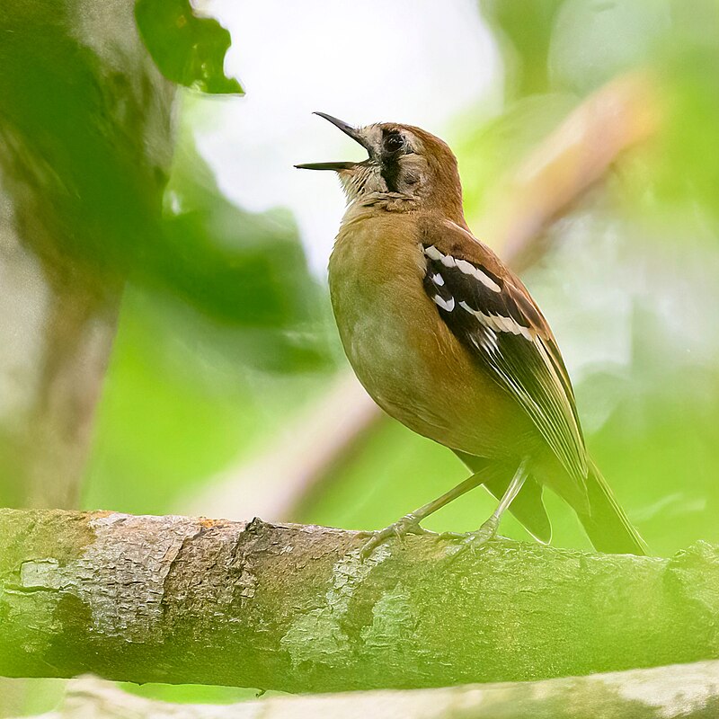 Northern Scrub-Robin (Drymodes superciliaris) photo