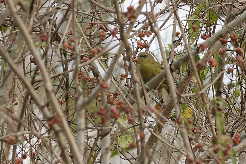 Pulitzer's Longbill (Macrosphenus pulitzeri) photo
