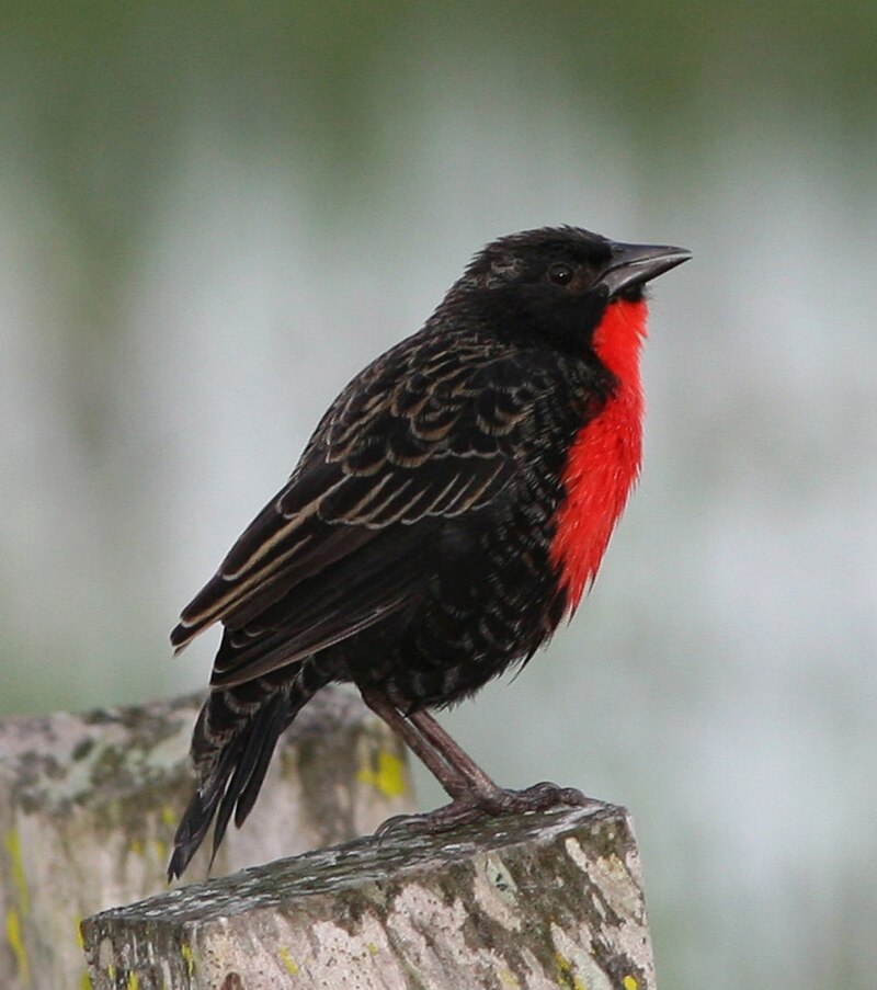 Red-breasted Meadowlark (Leistes militaris) photo