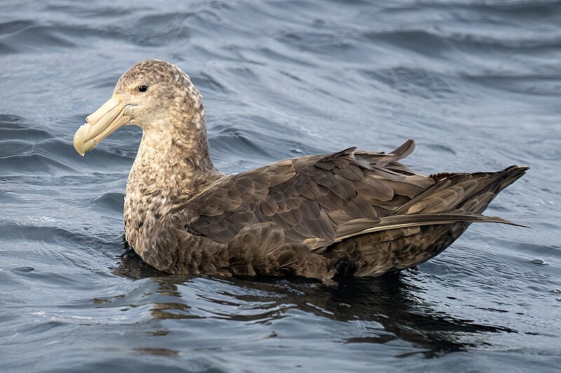 Southern Giant-Petrel (Macronectes giganteus) photo