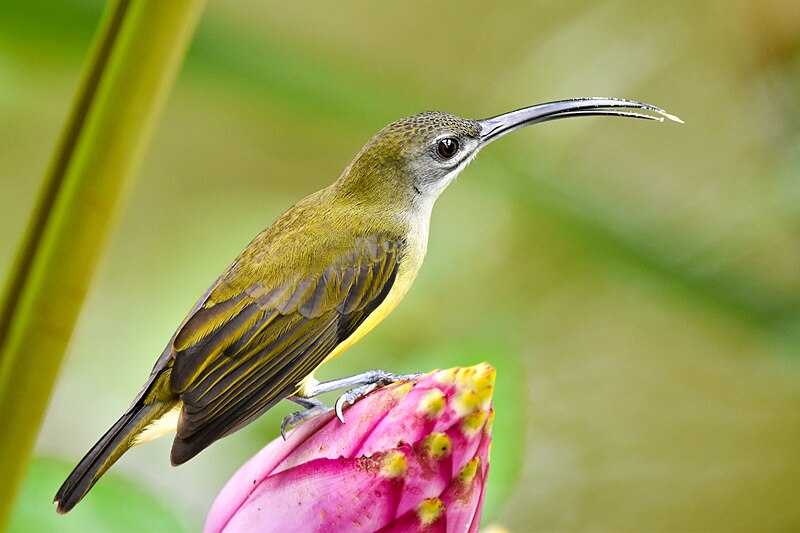 Little Spiderhunter (Arachnothera longirostra) photo