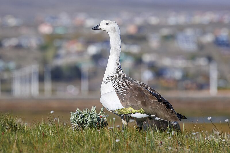 Upland Goose (Chloephaga picta) photo