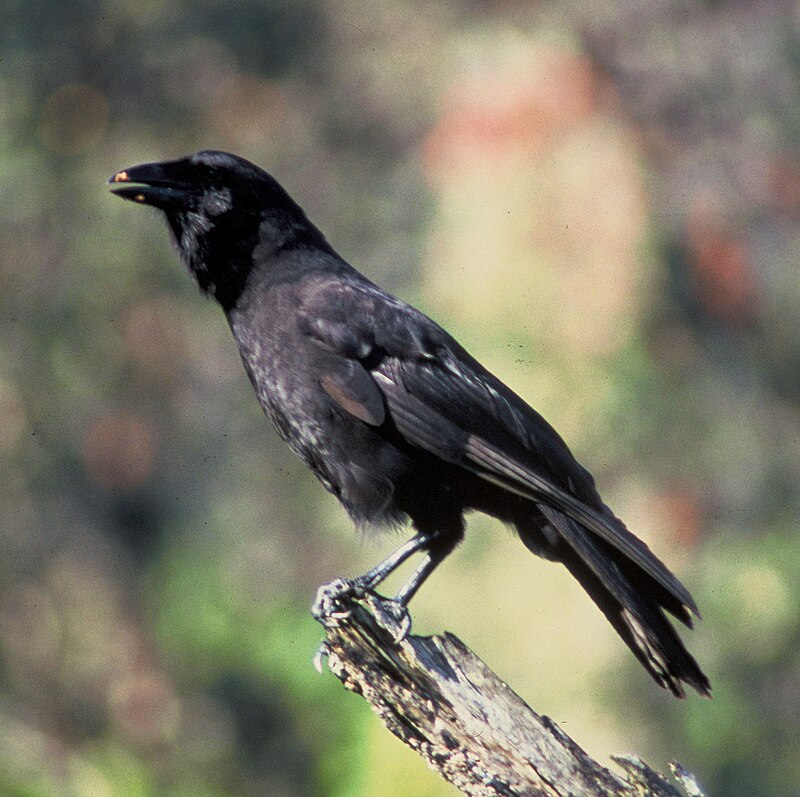 Hawaiian Crow (Corvus hawaiiensis) photo