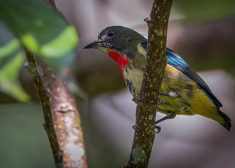 Fire-throated Flowerpecker (Dicaeum luzoniense) photo