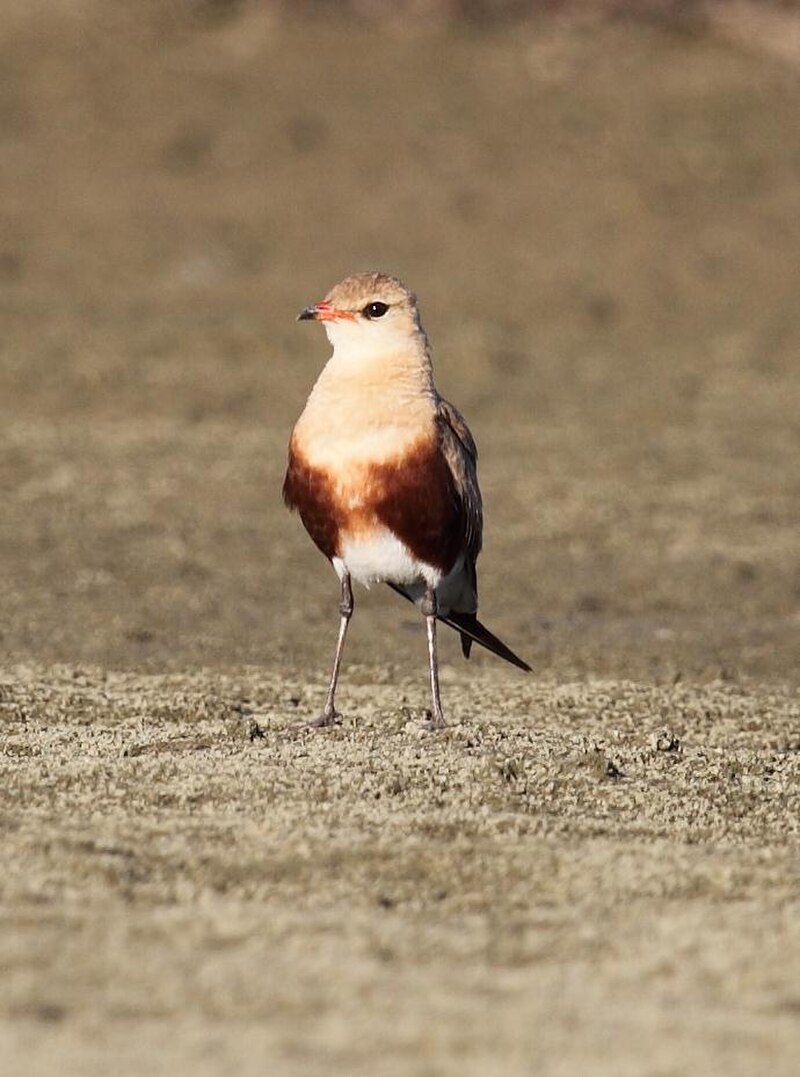 Australian Pratincole (Glareola isabella) photo
