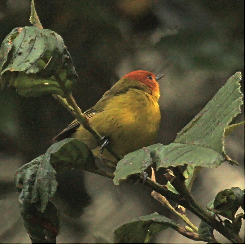 Rust-and-yellow Tanager (Thlypopsis ruficeps) photo