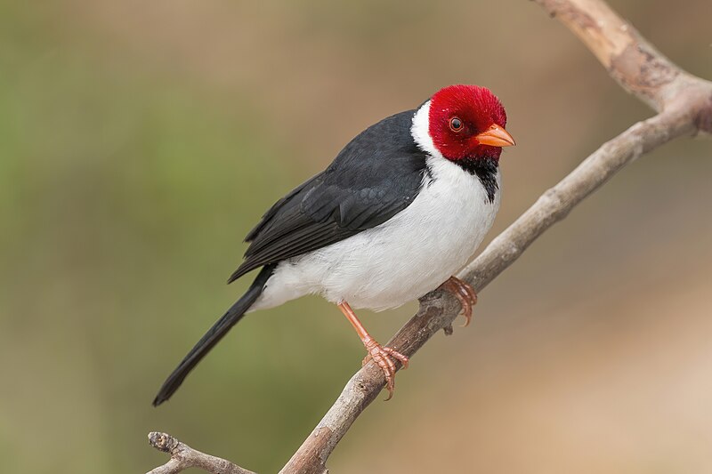 Yellow-billed Cardinal (Paroaria capitata) photo