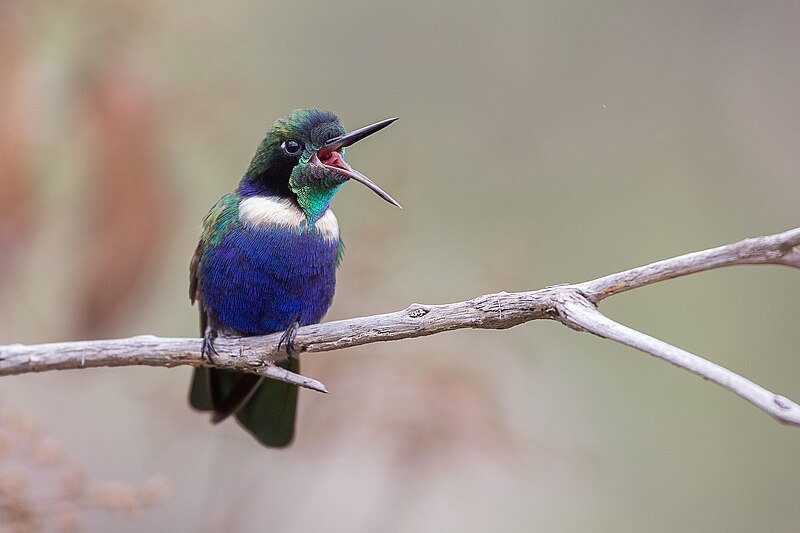 Hyacinth Visorbearer (Augastes scutatus) photo