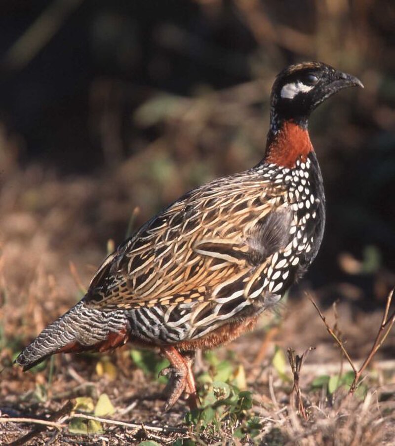 Black Francolin (Francolinus francolinus) photo