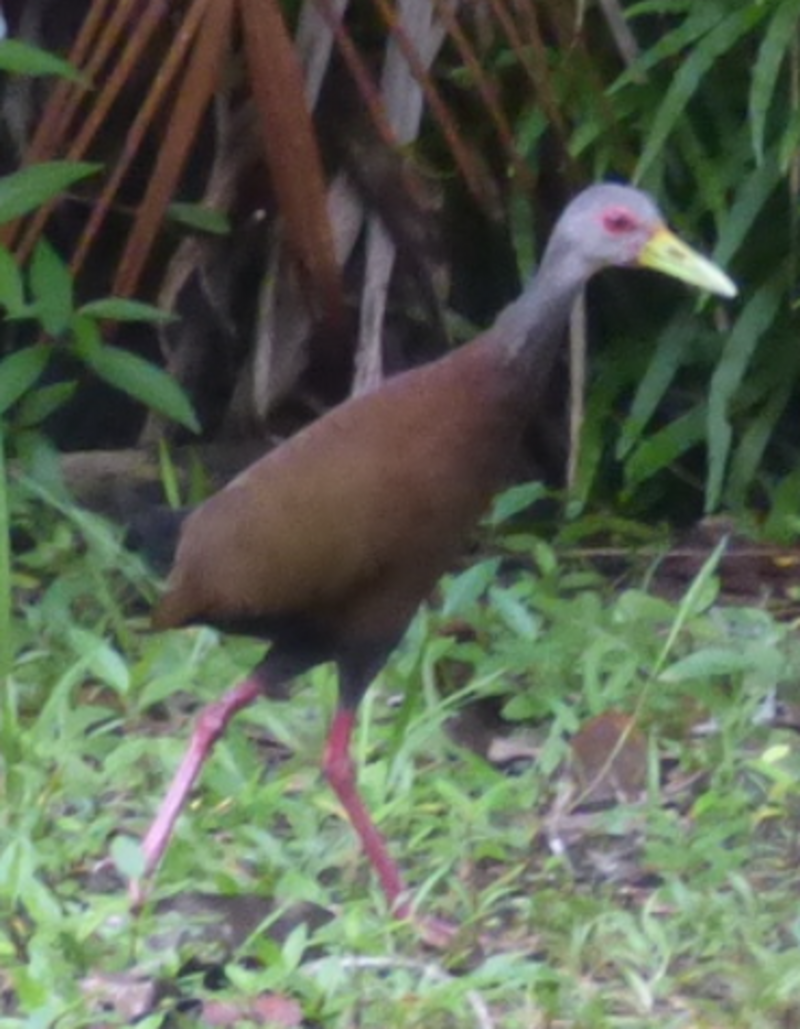 Brown Wood-Rail (Aramides wolfi) photo