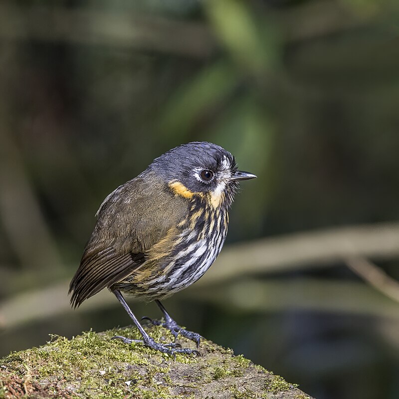 Crescent-faced Antpitta (Grallaricula lineifrons) photo