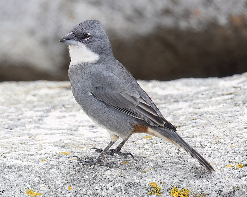 Diuca Finch (Diuca diuca) photo