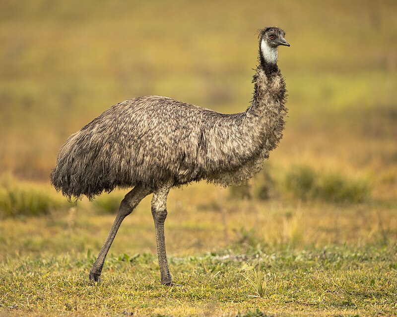 Emu (Dromaius novaehollandiae) photo