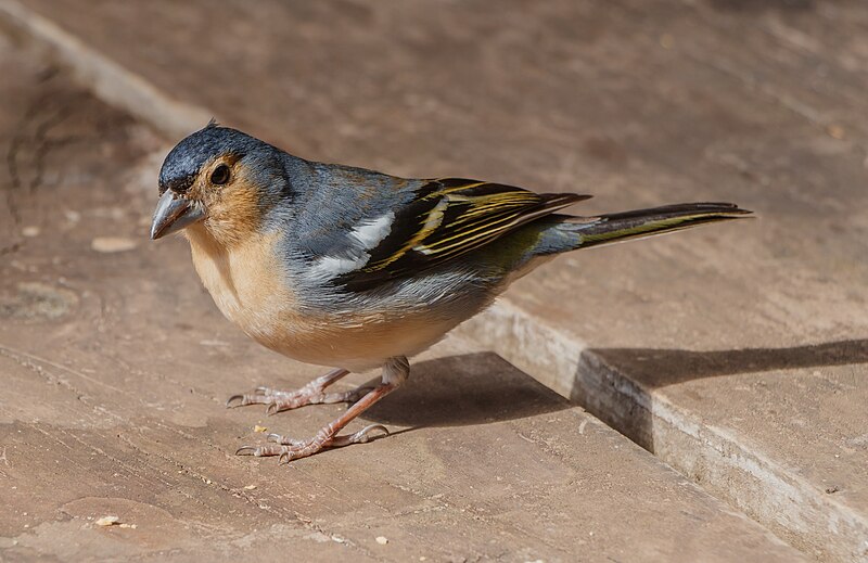 Canary Islands Chaffinch (Fringilla canariensis) photo