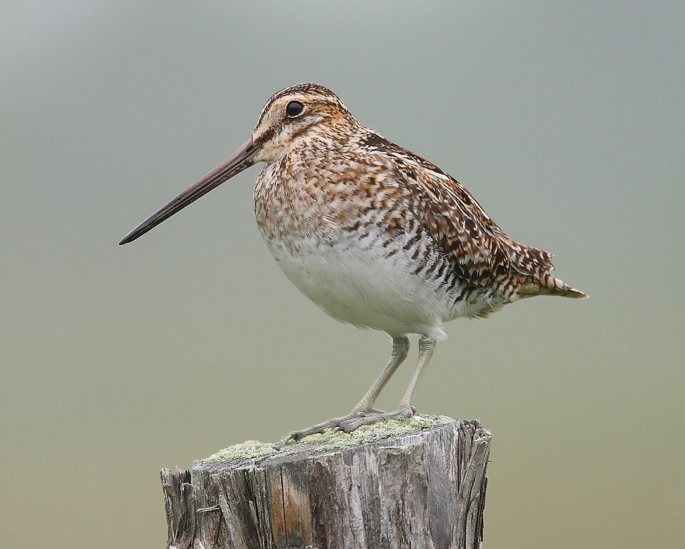Wilson's Snipe (Gallinago delicata)