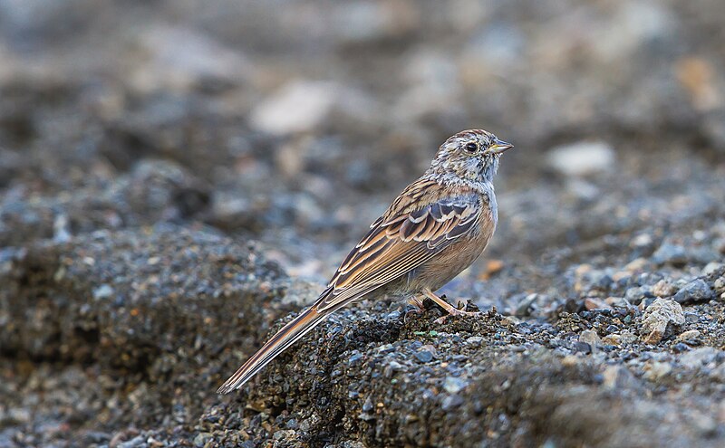 Godlewski's Bunting (Emberiza godlewskii) photo