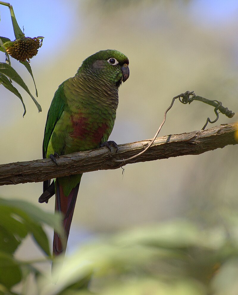 Maroon-bellied Parakeet (Pyrrhura frontalis) photo