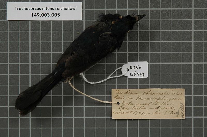 Blue-headed Crested Flycatcher (Trochocercus nitens) photo