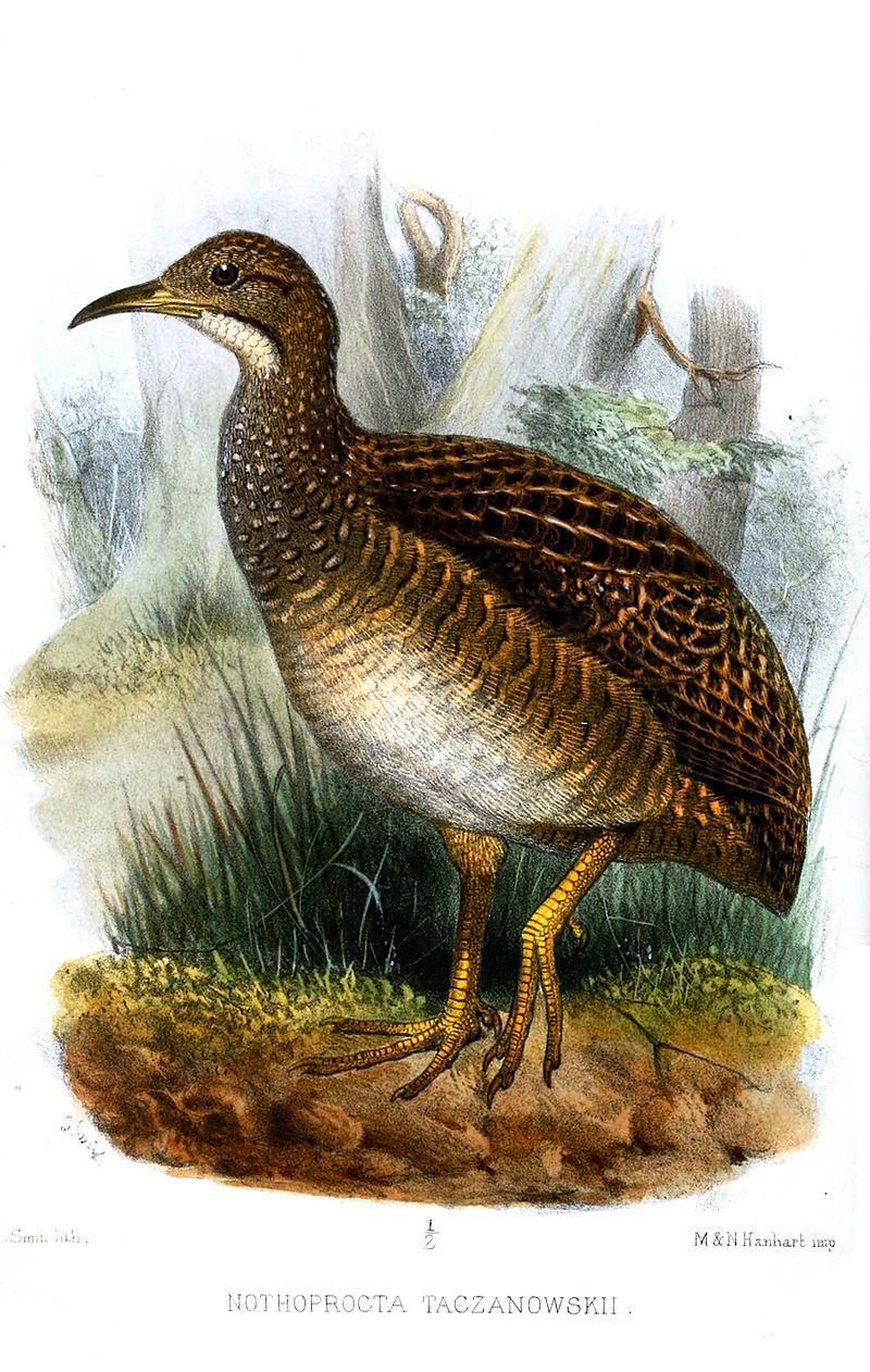 Taczanowski's Tinamou (Nothoprocta taczanowskii) photo