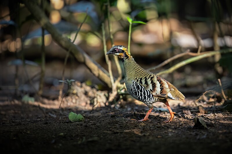 Orange-necked Partridge (Arborophila davidi) photo