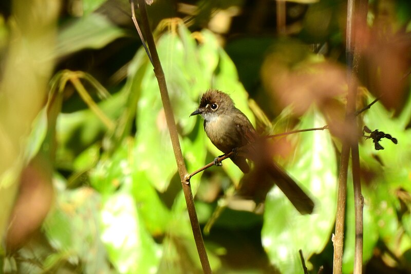 Brown-capped Fantail (Rhipidura diluta) photo