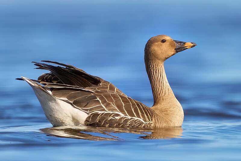 Taiga Bean-Goose (Anser fabalis) photo