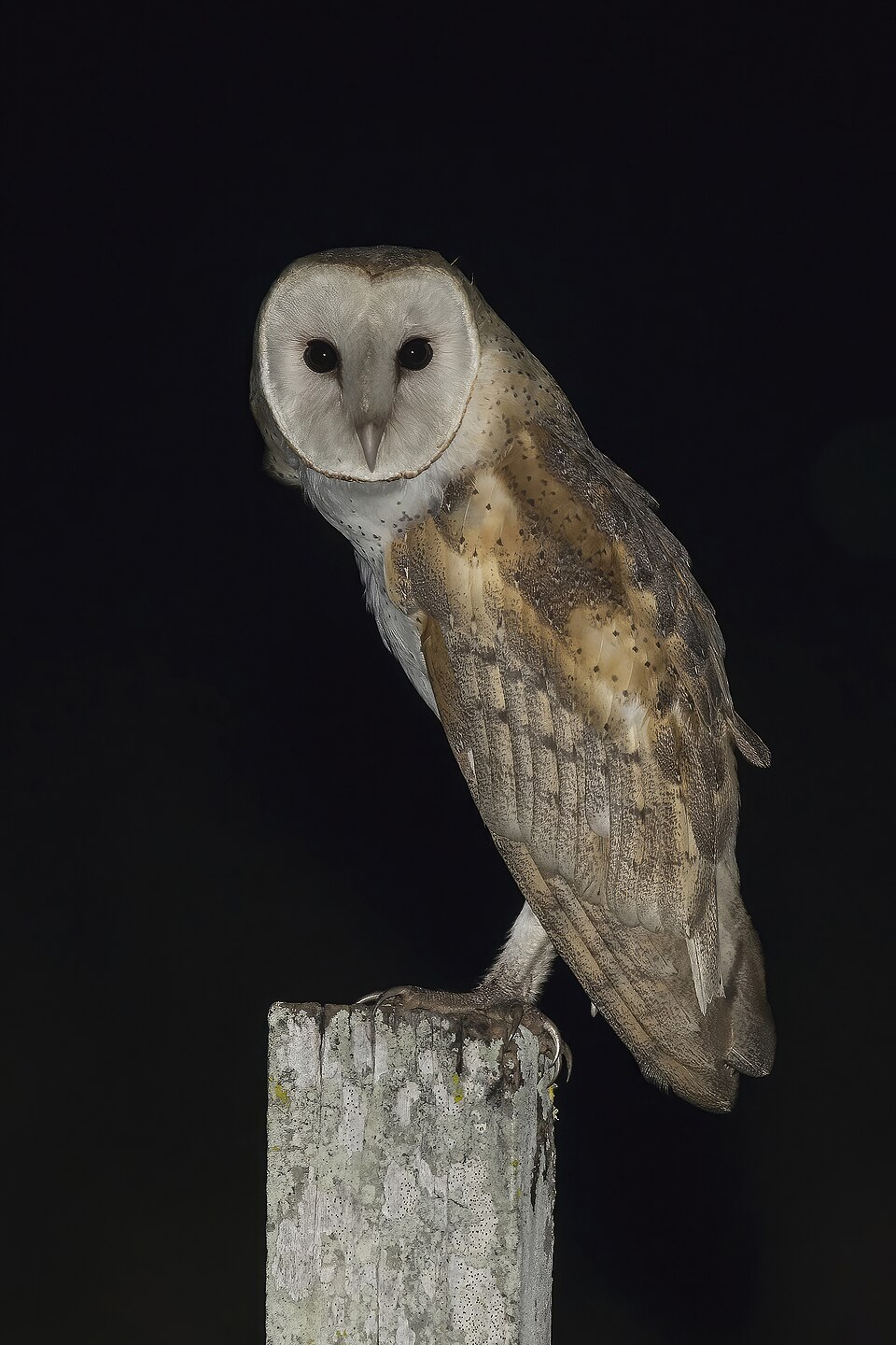 Barn Owl (Tyto alba)