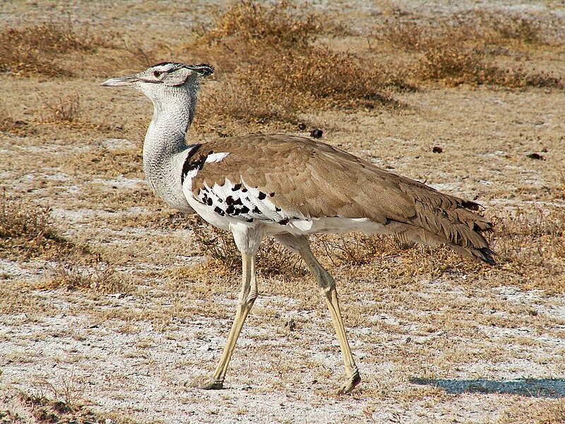 Kori Bustard (Ardeotis kori) photo