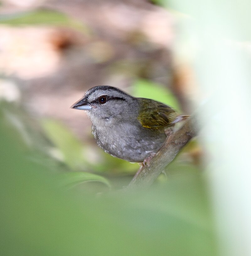 Green-backed Sparrow (Arremonops chloronotus) photo