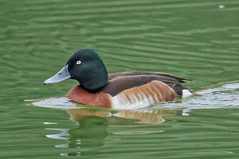 Baer's Pochard (Aythya baeri) photo