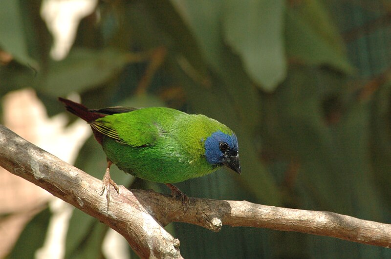 Blue-faced Parrotfinch (Erythrura trichroa) photo