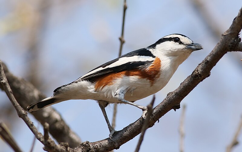 Brubru (Nilaus afer) photo