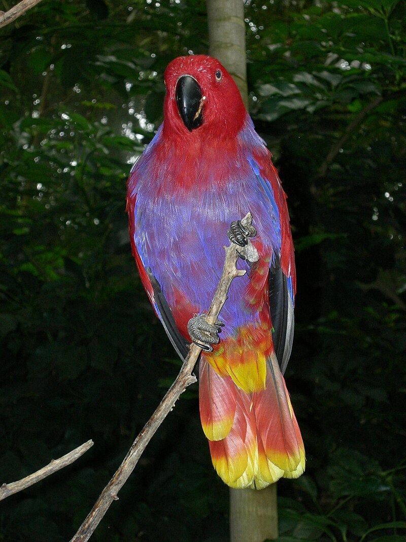 Moluccan Eclectus (Eclectus roratus) photo
