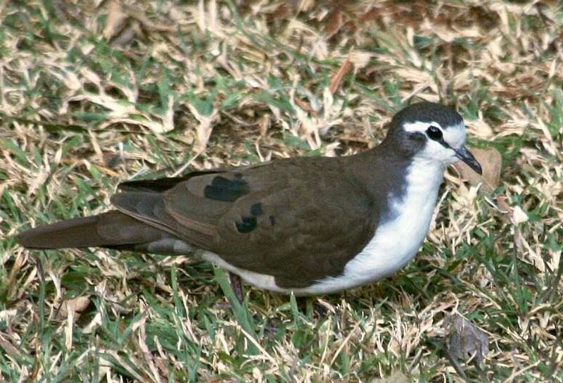 Tambourine Dove (Turtur tympanistria) photo