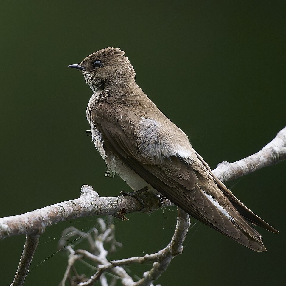 Northern Rough-winged Swallow (Stelgidopteryx serripennis)