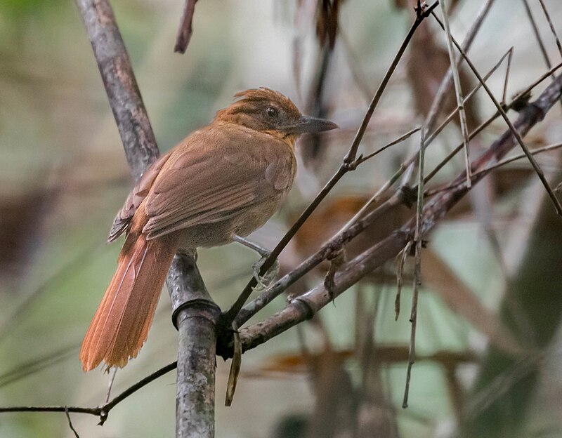 Brown-rumped Foliage-gleaner (Automolus melanopezus) photo