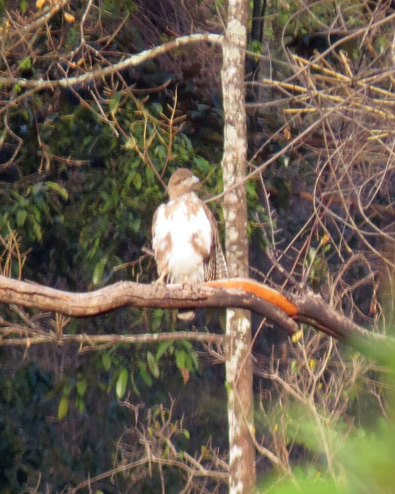 Madagascar Cuckoo-Hawk (Aviceda madagascariensis) photo